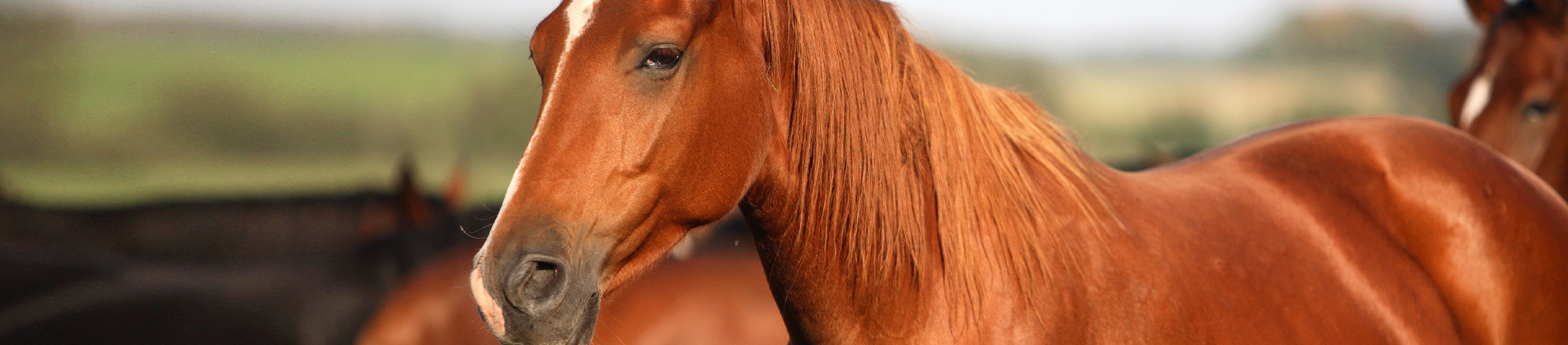 Equine Veterinarian In Albuquerque, NM Equine Veterinarian In Albuquerque, NM