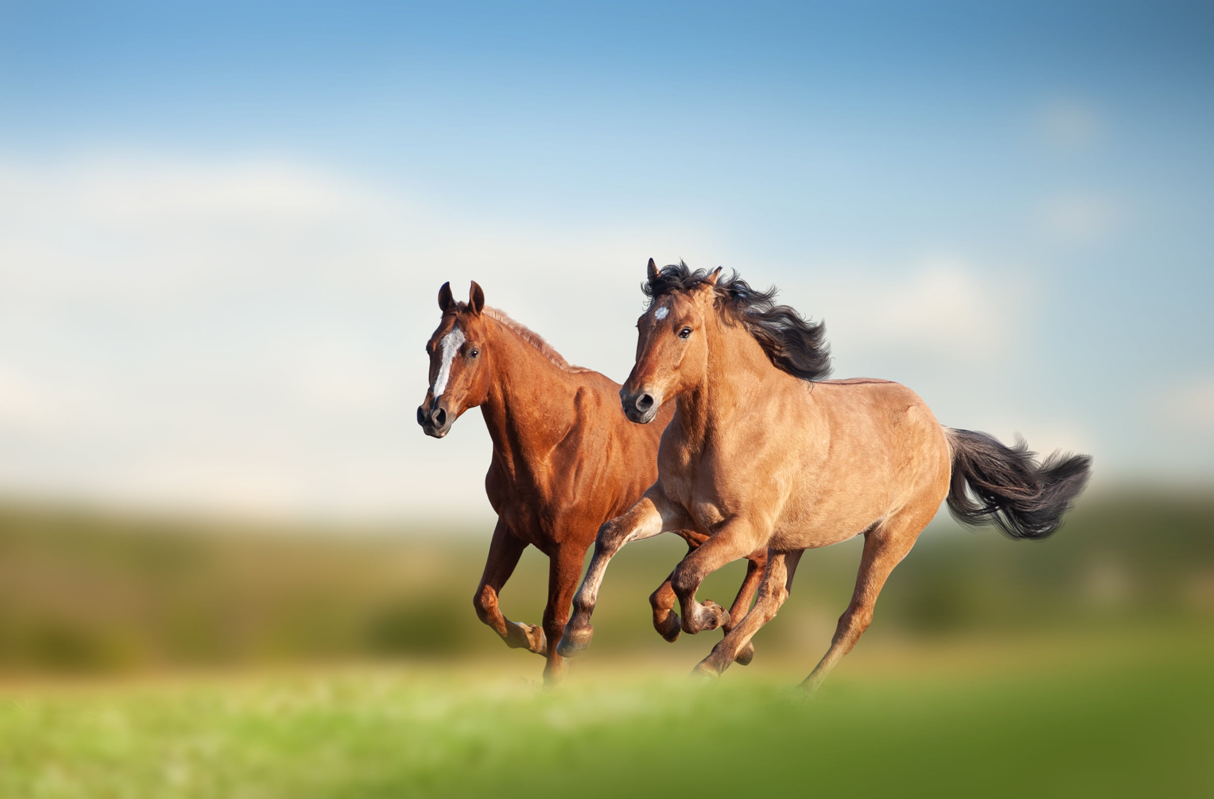 Equine Veterinary Services In Albuquerque Equine Veterinary Services In Albuquerque