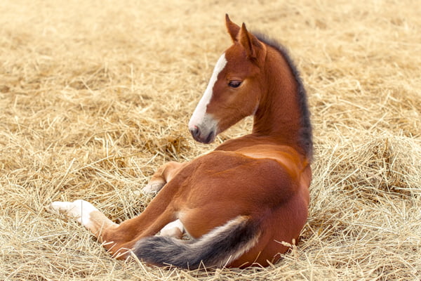 Equine Reproduction - Santa Sofia Equine