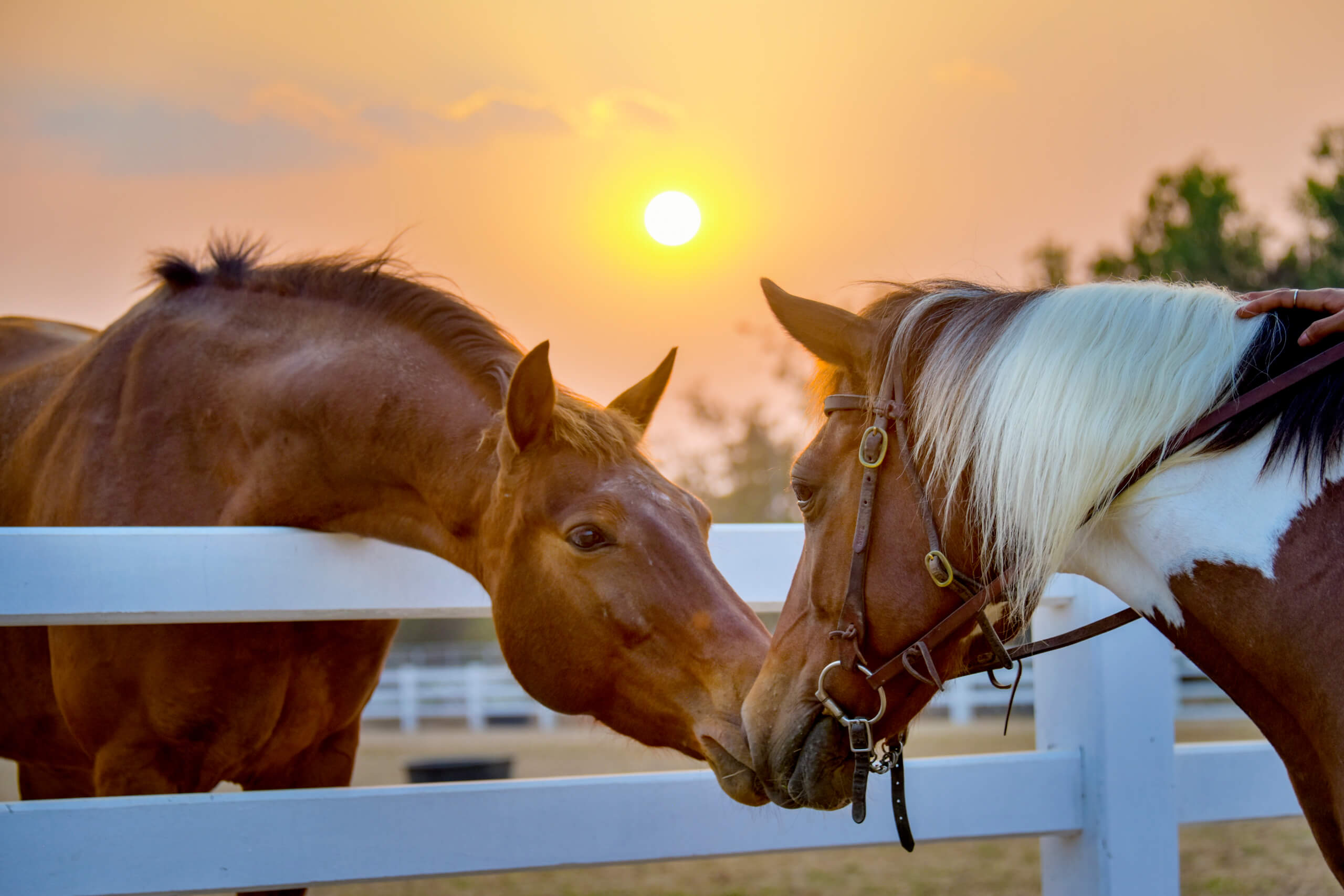Equine Vet In Albuquerque Equine Vet In Albuquerque